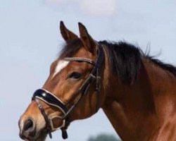 horse Bjento (New Forest Pony, 2012, from Holthausen Frodo II)