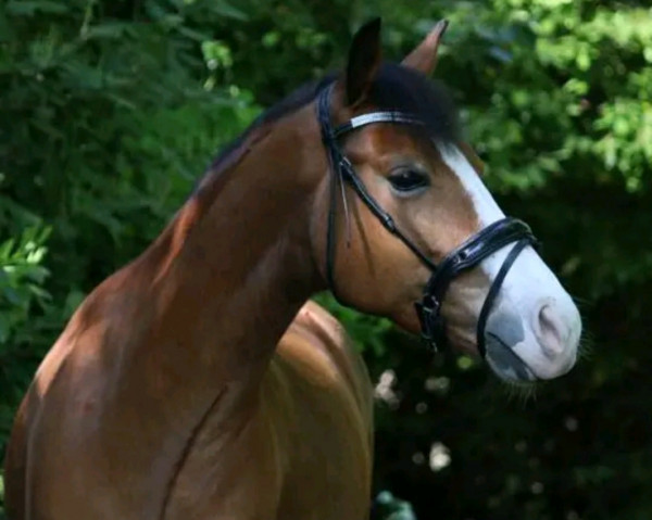 horse Malibu (New Forest Pony, 2016, from Havehoeve's Floris)