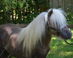 horse Hippy Boy van de Berghoeve (Shetland pony (under 87 cm), 2013, from Baldy van de Vennen)