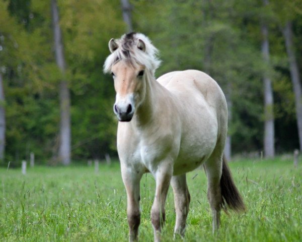 Pferd Louisa (Fjordpferd, 2020, von Solfin Skovå)