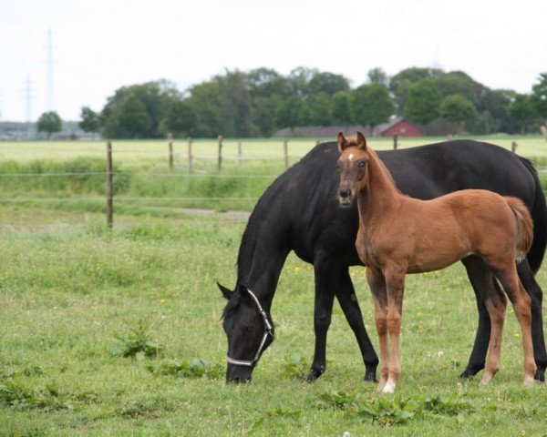 broodmare D-etepete (Westphalian, 2007, from Del Cento)