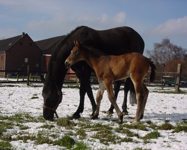 broodmare Polly Point (Westphalian, 1992, from Polydor)