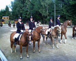 dressage horse Floyd (15,625% ox) (Edelbluthaflinger, 1997, from Nymphensohn (25% ox))