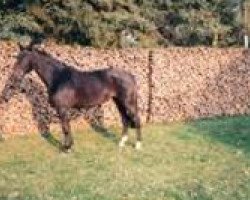 broodmare Goya (Hanoverian, 1986, from Goldfinger DH 238)