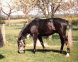 horse Werano (Hanoverian, 1978, from Weingraf)