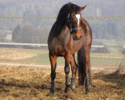 dressage horse Dhalisha (Hessian Warmblood, 2006, from Dauphin)