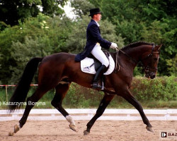 stallion Biskwit (Polish Warmblood, 1991, from Colorado)