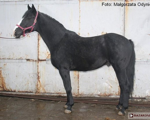 stallion Lombard (polish noble half-breed, 1994, from Genius 915)
