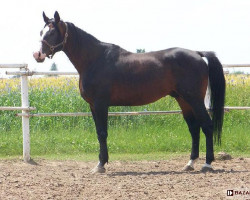 stallion Fatim (Great Poland (wielkopolska), 1998, from Ekwador)