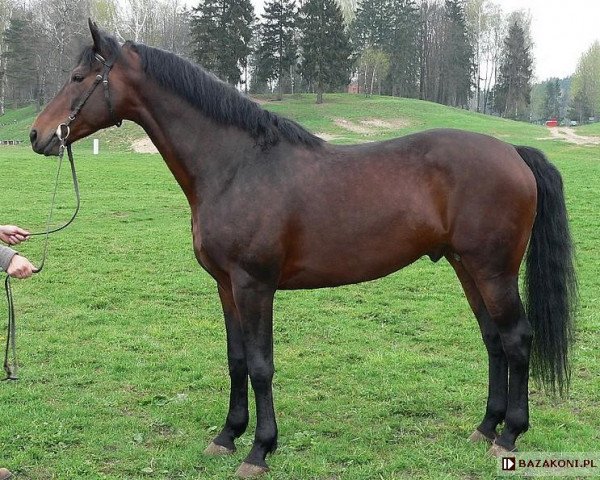 stallion Czador (Great Poland (wielkopolska), 1999, from Orsini 2793)