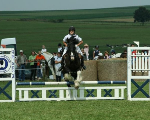 horse Gipsy King 08 (Tinker / Irish Cob / Gypsy Vanner, 1994)