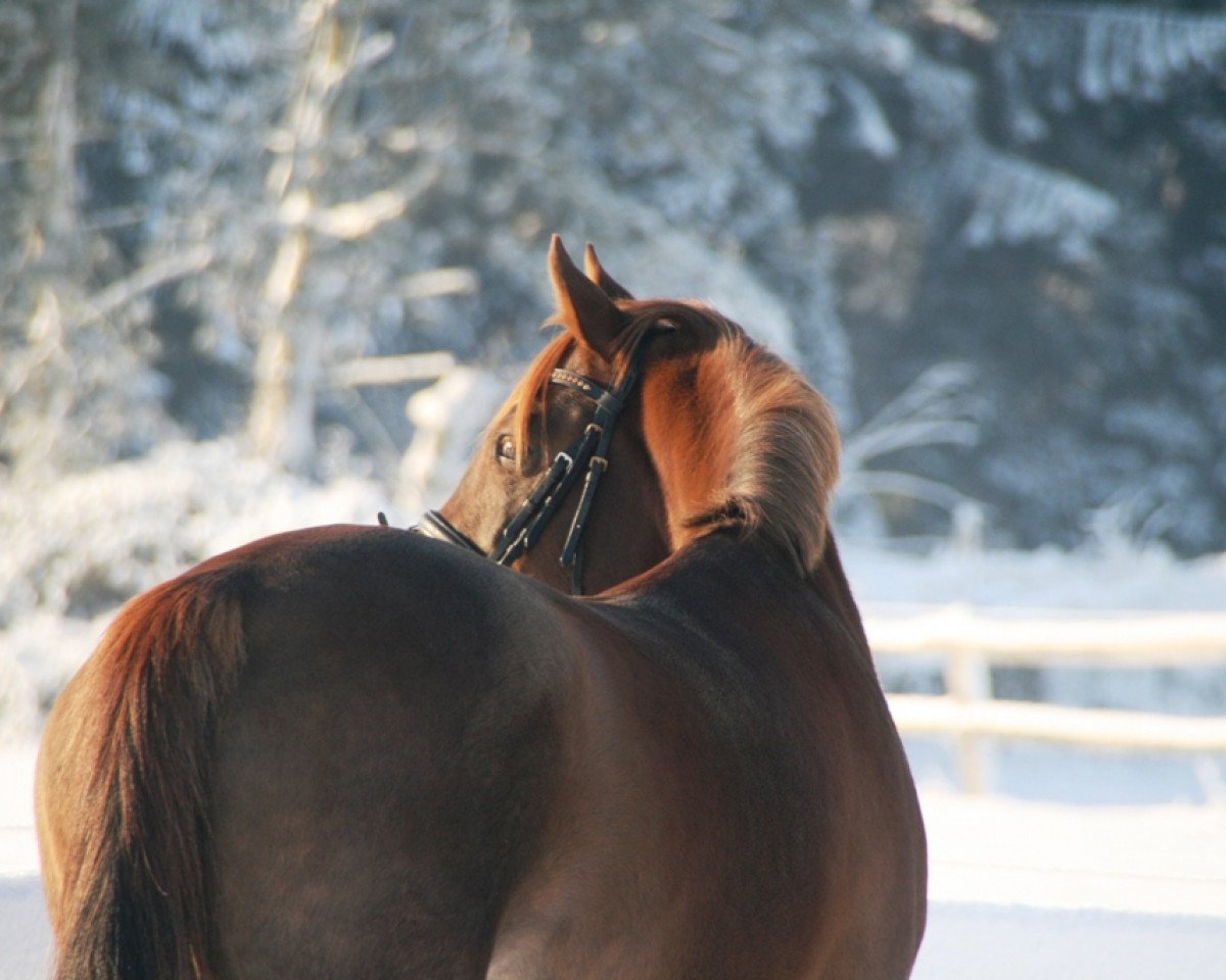 Zuchtstute Jordana (Deutsches Reitpony, 2002, von Jacobspeel's Rocky)