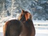 broodmare Jordana (German Riding Pony, 2002, from Jacobspeel's Rocky)