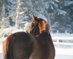 Dressurpferd Jordana (Deutsches Reitpony, 2002, von Jacobspeel's Rocky)