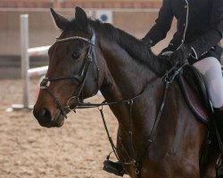 Springpferd Qalman van het Kapelhof (Belgisches Warmblut, 2016, von Elvis Ter Putte)