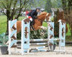 dressage horse Kubah (German Riding Pony, 2006, from Top Karetino)