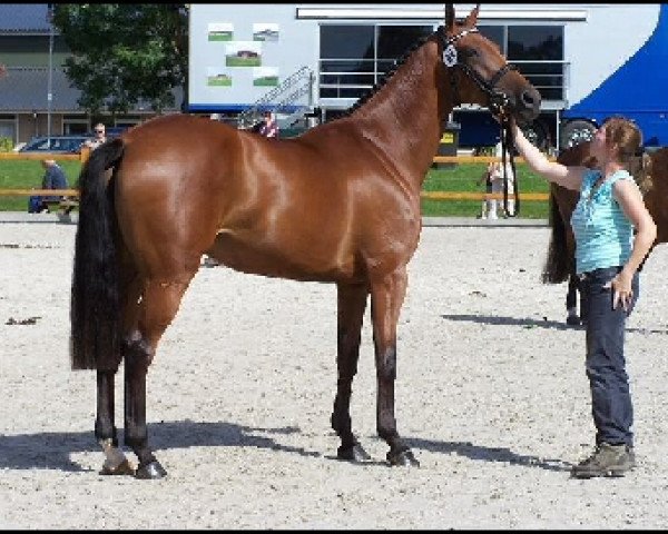 Zuchtstute Wadorijke (KWPN (Niederländisches Warmblut), 2003, von Kennedy)