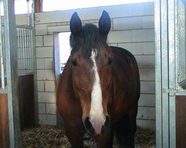 Pferd Dominik (Hessisches Warmblut, 1983)