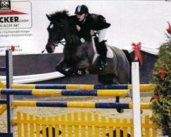 horse Pamenia (German Riding Pony, 1998, from FS Pavarotti)