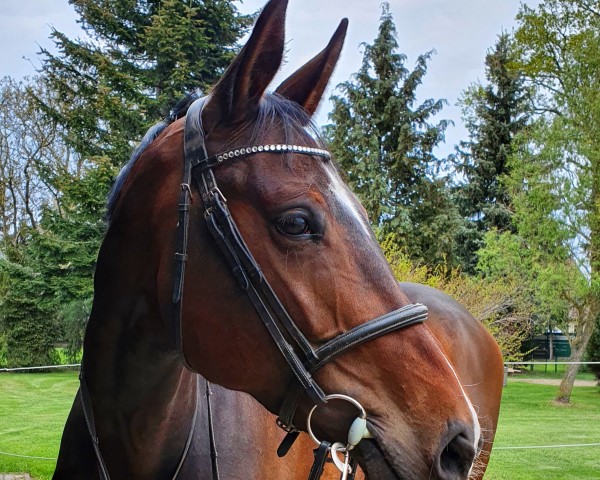 jumper Kira F (German Sport Horse, 2016, from Kasanova de La Pomme)