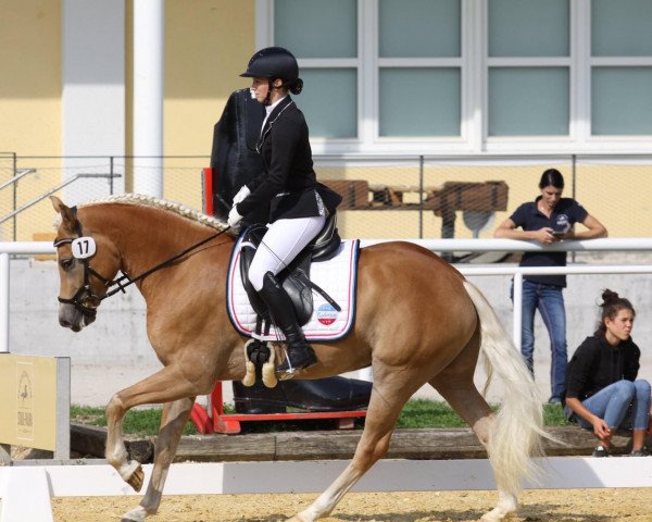 Zuchtstute Hannika (Haflinger,  , von Sternwächter)