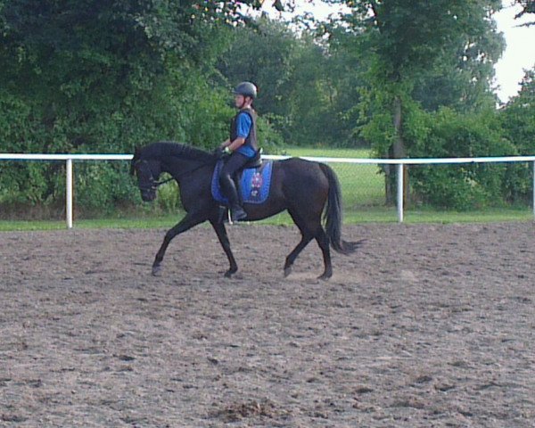 broodmare Radonna (German Riding Pony, 2003, from Kennedy WE)