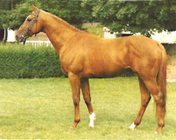stallion Ocamonte xx (Thoroughbred, 1989, from Surumu xx)