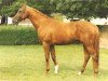 stallion Ocamonte xx (Thoroughbred, 1989, from Surumu xx)