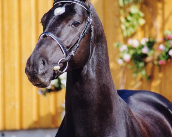 stallion Pharis (Oldenburg, 1994, from Placido)