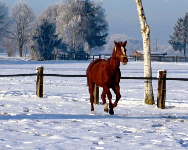 broodmare Miss Scarla (Westphalian, 1995, from Mailänder)