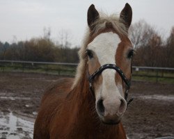 horse Alf 152 (Haflinger, 1996, from Apollo (6,25% ox))