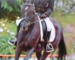 broodmare Darmera xx (Thoroughbred, 2002, from Sir Warren xx)