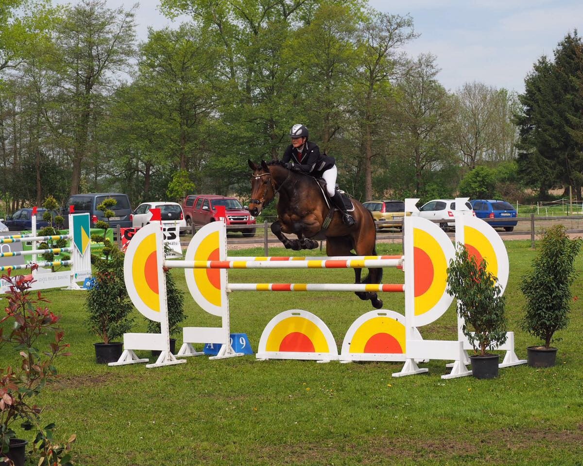 Springpferd Valpicolata (Hannoveraner, 2008, von Vesuv 35)
