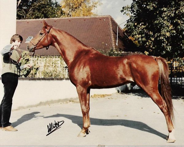 Pferd Souad ox (Vollblutaraber, 1976, von Sawlagan EAO)