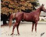 stallion Sawlagan EAO (Arabian thoroughbred, 1968, from Alaa El Din 1956 EAO)
