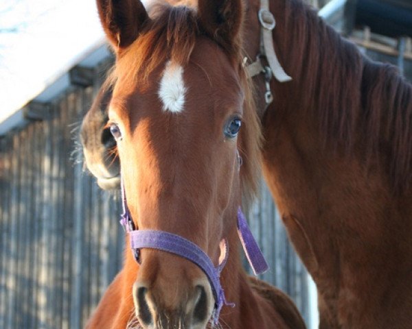 dressage horse Lousiana B (Oldenburg, 2010, from Locksley II)