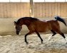 dressage horse GFH Sandhya (Arabian, 2012)