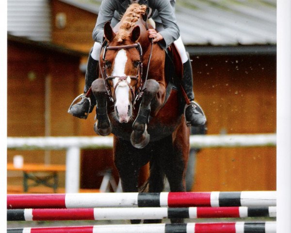 dressage horse Bacardi Sunrise (German Riding Pony, 2004, from Black Jack)