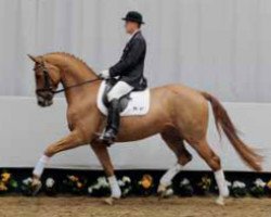 dressage horse Janeiro (Rhinelander, 2007, from Jazz Rubin)