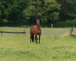 horse Game Boy (Westphalian, 2003, from Gino Ginelli)