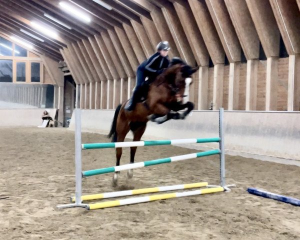 jumper Inclusive vd Caatshoeve (Belgian Warmblood, 2008)