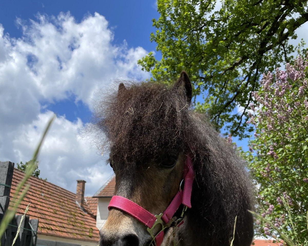 broodmare Point Of View vom Herrenhof (Shetland pony (under 87 cm), 2007, from Sir Parlington)