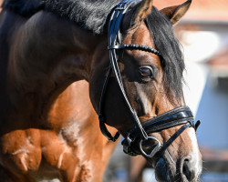 dressage horse Beauty W (Nederlands Welsh Ridepony, 2015, from Orchard Boginov)