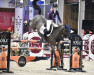 jumper Alpha Nero (KWPN (Royal Dutch Sporthorse), 2011, from Quality Time)