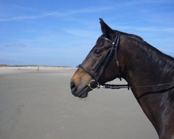 dressage horse Renoire 5 (Westphalian, 1990, from Royal Angelo I)