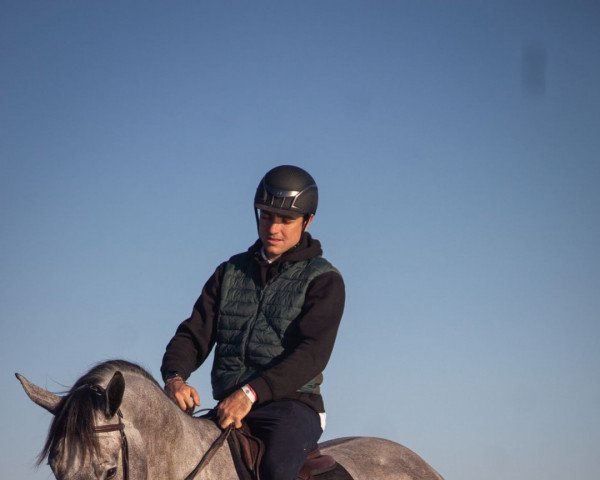 jumper Corlexus Z (Zangersheide riding horse, 2017)