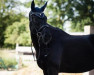 dressage horse Lucero 70 (Hanoverian, 2017, from Libertad FRH)