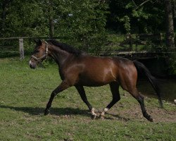 broodmare Cassie (Westphalian, 2001, from Cordobes I)