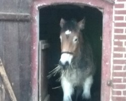 dressage horse Tunis (Rhenish-German Cold-Blood, 2022, from Skat 5411)