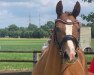 broodmare Rimini Girl (German Riding Pony, 2017, from Rob Roy van Het Klavertje)